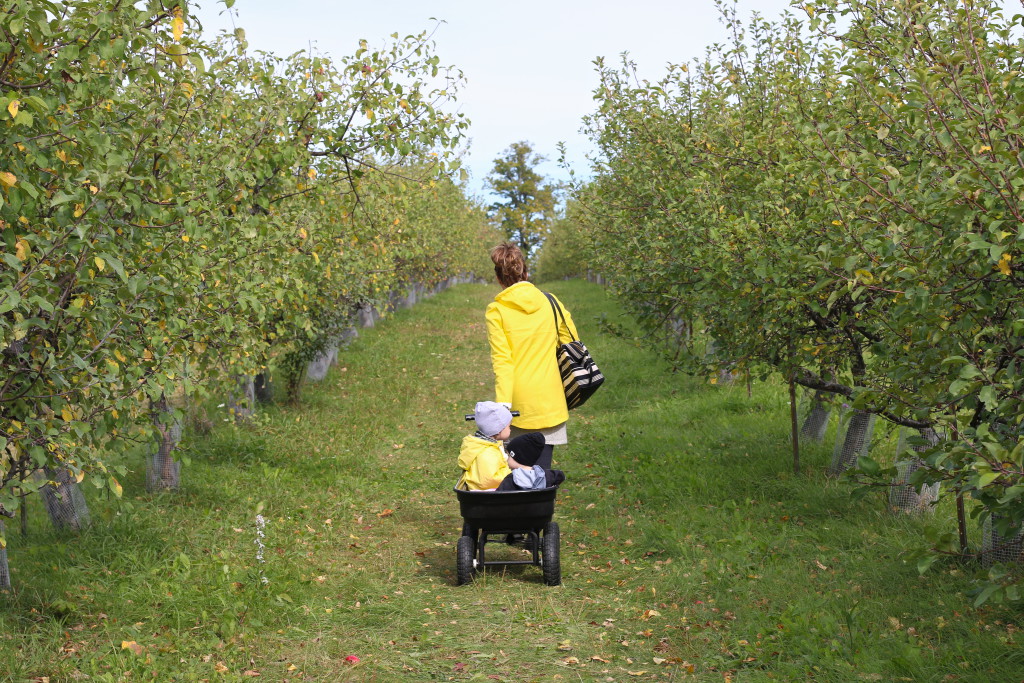 AUTUMN ORCHARDS Living Style Uncatagorized  