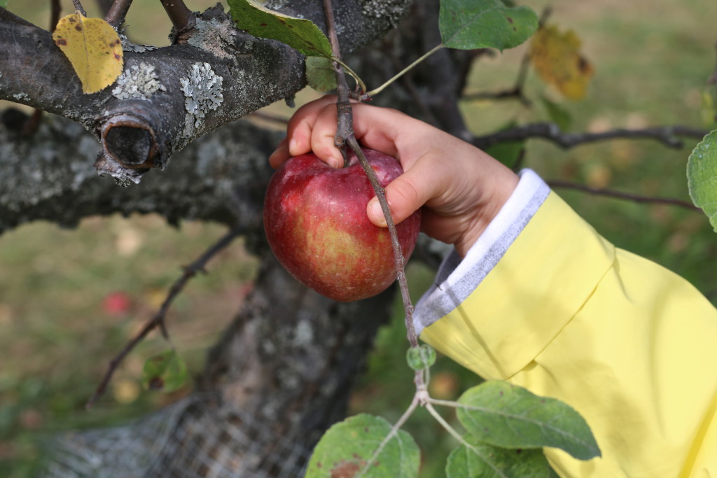 AUTUMN ORCHARDS Living Style Uncatagorized  