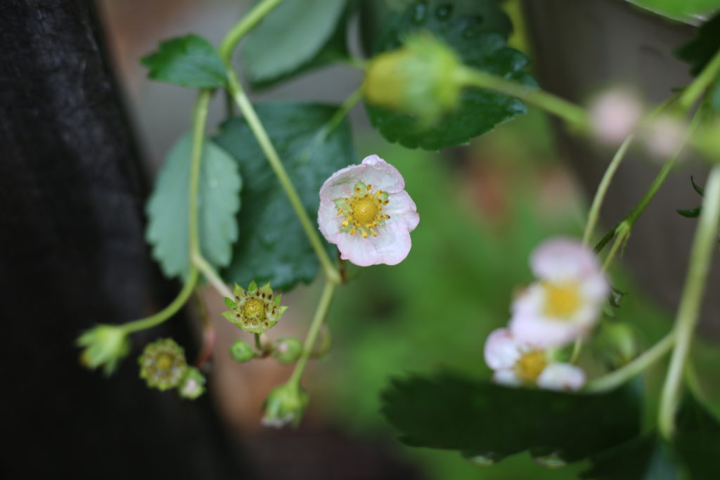 Gardening Fun with 2 Lenses DIY Living Uncatagorized  