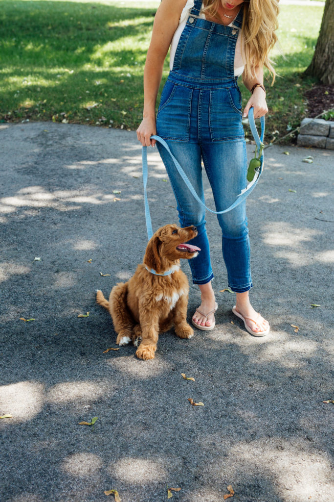 Puppy Business with Earth Rated Family Living  